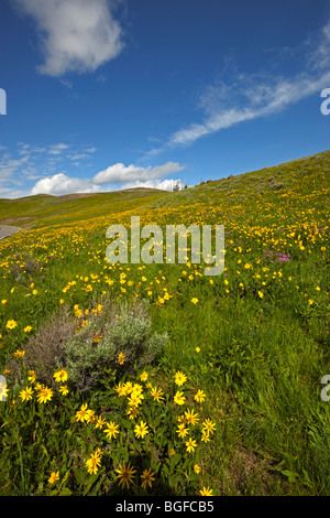 Prato fiorito durante le estati nella Lamar valley nel parco nazionale di Yellowstone Foto Stock