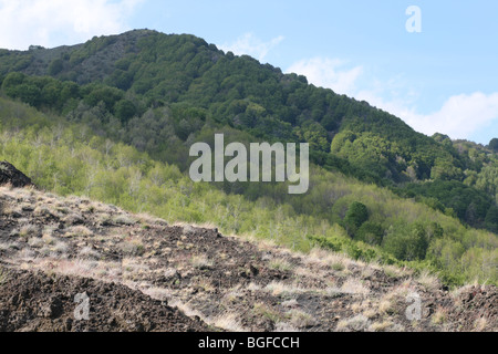 Etna Sicilia Italia vulcano verdi alberi Foto Stock