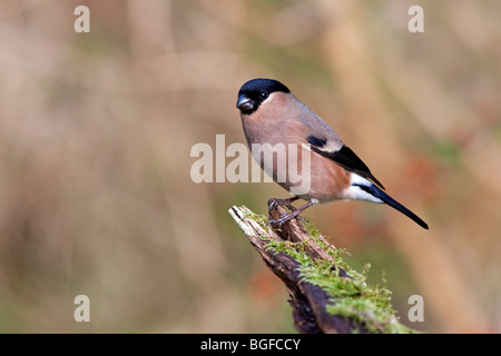 Bullfinch femmina Foto Stock