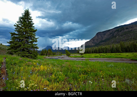 Prato fiorito durante le estati nella Lamar valley nel parco nazionale di Yellowstone Foto Stock