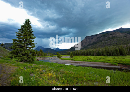 Prato fiorito durante le estati nella Lamar valley nel parco nazionale di Yellowstone Foto Stock