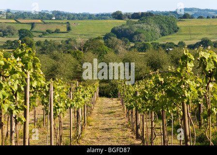 Vitigni a inizio estate in una vigna di Somerset. Apple orchard a distanza Foto Stock