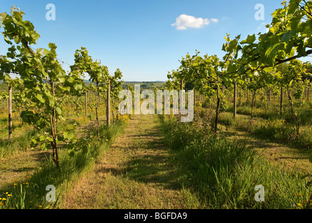 Vitigni a inizio estate in una vigna di Somerset Apple orchard a distanza Foto Stock