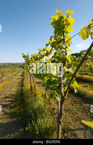 Vitigni a inizio estate in una vigna di Somerset Foto Stock