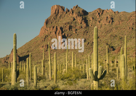 Cactus Saguaro (Carnegiea gigantea) Alamo Canyon, organo a canne monumento nazionale, Arizona Foto Stock