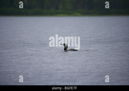 Loon comune nuoto nel lago Foto Stock