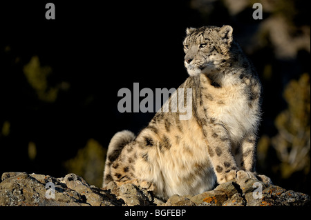 Snow Leopard (Panthera uncia) - prigioniera in alpine habitat, Bozeman, Montana, USA Foto Stock