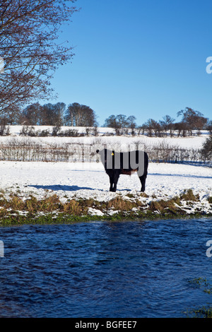 Un singolo Aberdeen Angus vitello in campo di neve Hertfordshire Inghilterra REGNO UNITO Foto Stock