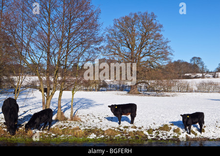 Aberdeen Angus bestiame nel campo di neve Hertfordshire Inghilterra REGNO UNITO Foto Stock