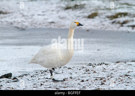 Adulto Bewick's Swan su ghiaccio Foto Stock