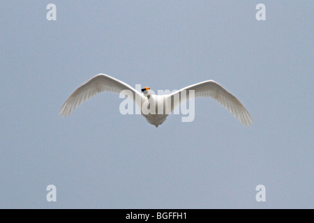 Adulto Bewick's Swan in volo Foto Stock