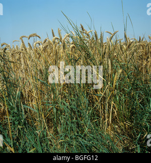 Il lettino o la contrazione (Agropyron repens) Piante fiorite in mature del raccolto di grano Foto Stock