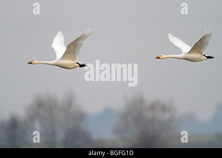 Due adulti Bewick's cigni in volo Foto Stock