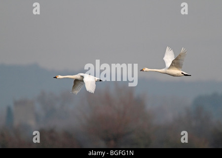 Due adulti Bewick's cigni in volo Foto Stock