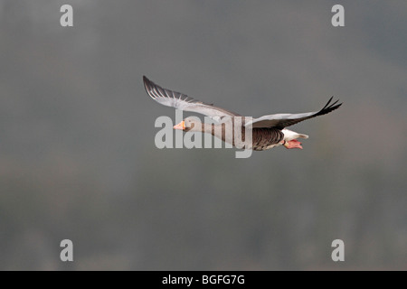 Graylag oca in volo Foto Stock