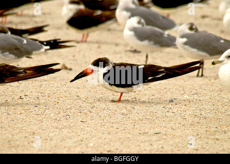 Gregge di palette nero sulla riva del mare di Amelia Island Foto Stock