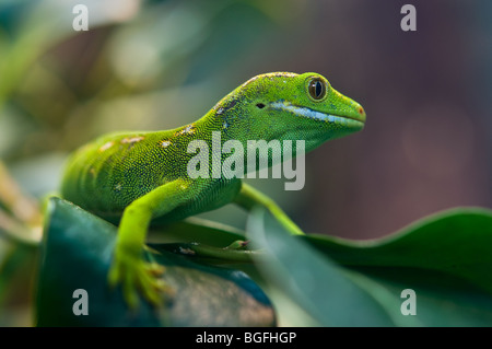 Nuova Zelanda Gecko. Northland Gecko verde. Naultinus grayii Foto Stock