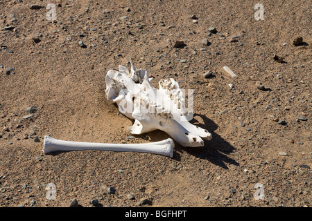 Imbianchiti camel ossa a sinistra sulla sabbia del deserto orientale, Mar Rosso colline, Egitto, Nord Africa Foto Stock