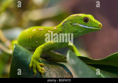 Nuova Zelanda Gecko. Northland Gecko verde. Naultinus grayii Foto Stock