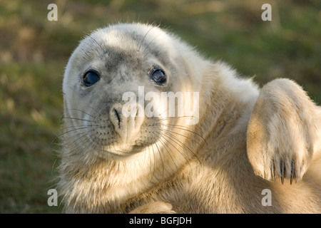 Una guarnizione grigio Pup a Donna Nook terreno fertile, sulla costa del Lincolnshire, Regno Unito Foto Stock