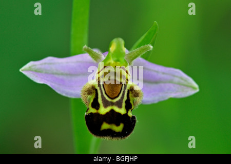 Close up di Bee orchid (Ophrys apifera) in fiore Foto Stock
