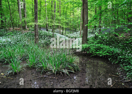 Forest brook in primavera con aglio selvatico / Ramsons (Allium ursinum) e Bluebells (Scilla non scripta / Endimione nonscriptus) Foto Stock