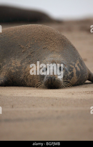 Atlantico guarnizione grigia Halichoerus grypus Foto Stock