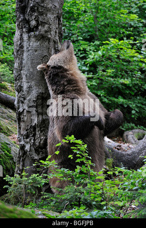 Unione l'orso bruno (Ursus arctos) sfrega la sua schiena contro albero nella foresta Foto Stock