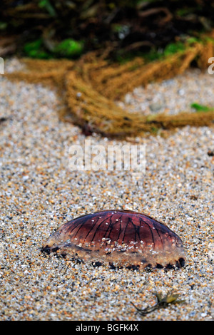 Bussola (Medusa Chrysaora hysoscella) si è incagliata sulla spiaggia Foto Stock