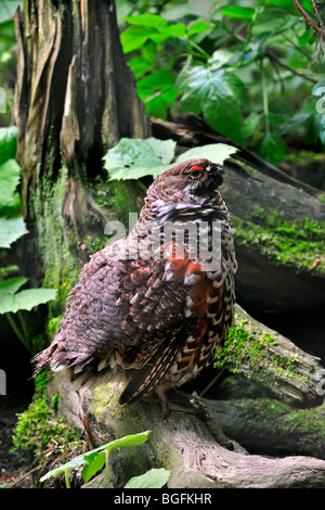 Francolino di monte / Hazel hen (Tetrastes bonasia / Bonasa bonasia) nella foresta, Germania Foto Stock