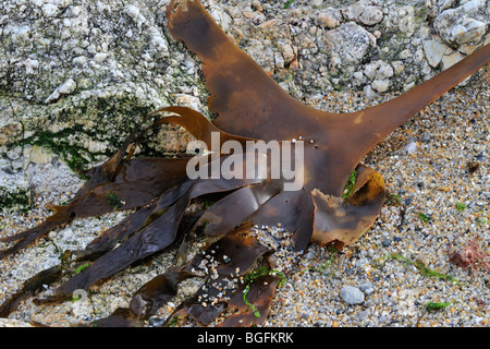 Oarweed / groviglio / Tangleweed kelp (Laminaria digitata) si è incagliata sulla spiaggia Foto Stock