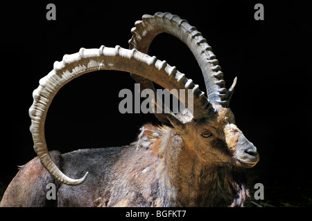 Ibex Nubiano (Capra ibex nubiana) close-up, nativo di Israele, Giordania, Arabia Saudita, Oman, in Egitto e in Sudan Foto Stock