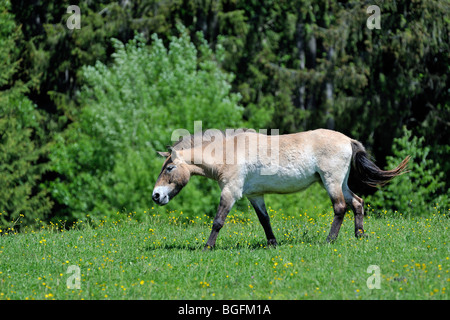 Cavallo di Przewalski (Equus ferus przewalskii) sul bordo della foresta, nativo di Mongolia Foto Stock