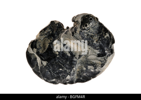 La valvola di abbassamento della sella oyster / Jingle shell (Anomia ephippium), Brittany, Francia Foto Stock