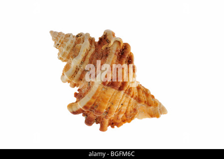 Sting winkle / Oyster trapano / Murex Hedgehog (Ocenebra erinacea), Brittany, Francia Foto Stock