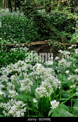 Aglio selvatico / Ramsons (Allium ursinum) in fiore lungo il ruscello nel bosco a molla Foto Stock