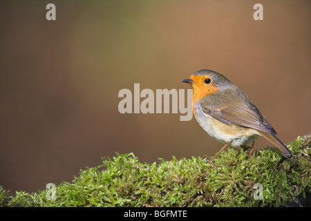 Unione Robin Erithacus rubecula appollaiato sul ramo di muschio al Cleeve, Somerset in dicembre. Foto Stock