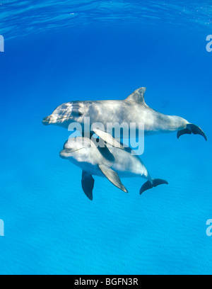 Tre tursiope (Tursiops truncatus) sott'acqua in Bahamas con un altro pod in background. Foto Stock