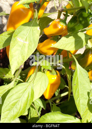 Peperone giallo stabilimento di frutta Foto Stock