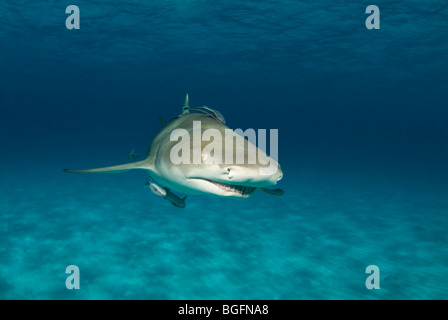 Un squalo limone (Negaprion brevirostris) con remora nelle acque blu delle Bahamas Foto Stock