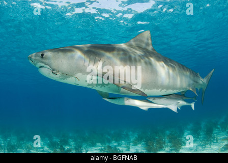 Un grazioso Tiger Shark (Galeocerdo cuvier) con due grandi remoras in acque poco profonde delle Bahamas. Foto Stock