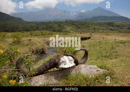 Bufali di corna, Parco Nazionale di Arusha, Tanzania Africa Orientale. Foto Stock