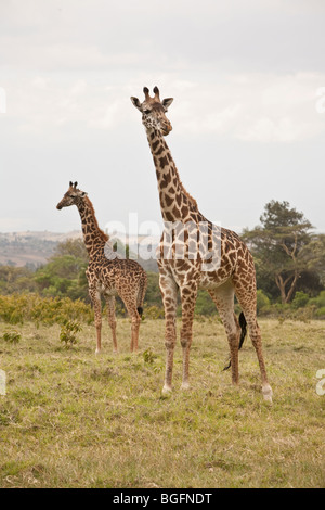 Due giraffe, Parco Nazionale di Arusha, Tanzania Africa orientale Foto Stock