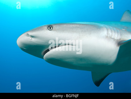 In prossimità del ritratto di una barriera corallina caraibica Shark (Carcharhinius perezi) nuoto a Grand Bahama Bank. Foto Stock