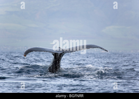 Humpback Whale tail maui hawaii Foto Stock