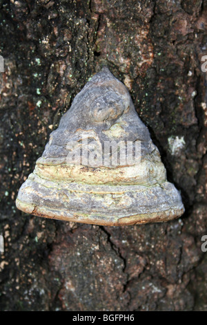 Zoccolo o Tinder fungo Fomes fomentarius prese a camere agriturismo legno, Lincolnshire, Regno Unito Foto Stock