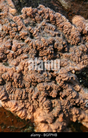 Crosta rugosa di funghi Phlebia radiata prese a camere agriturismo legno, Lincolnshire, Regno Unito Foto Stock