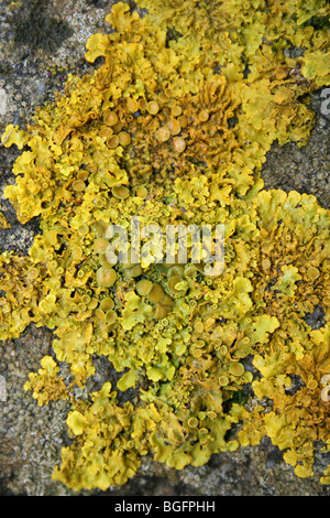 Il giallo un lichene Xanthoria parietina presi in acque' bordo Country Park, Lincolnshire, Regno Unito Foto Stock