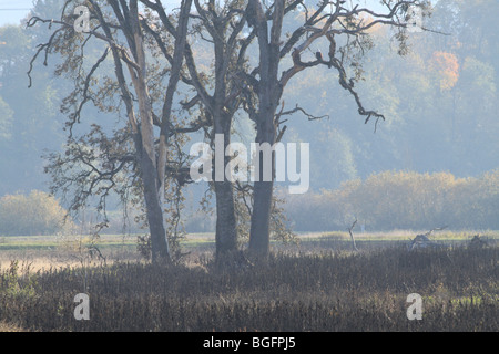 Un aquila calva in una quercia presso la Washington Tualatin Wildlife Refuge in Oregon in autunno Foto Stock