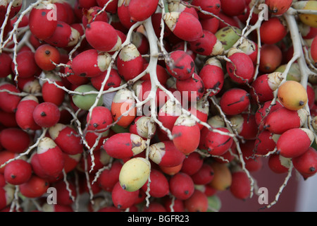Frutta i Tobago Foto Stock